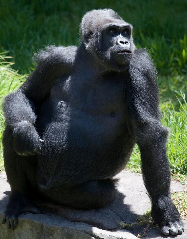 Gorilla