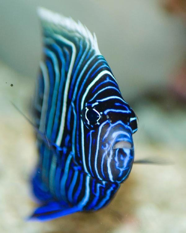 Emperor Angelfish - Juvenile