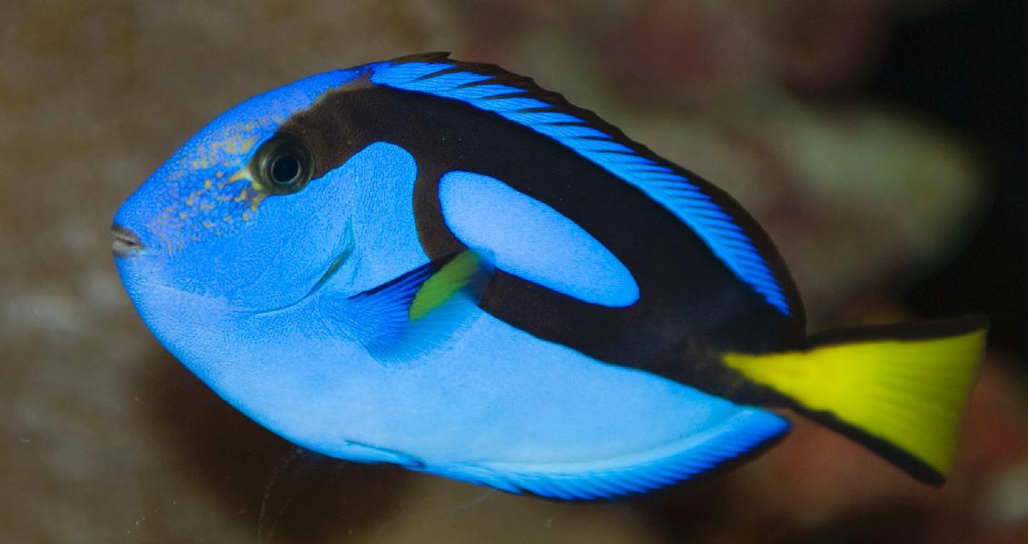 Blue Tang or Flagtail surgeonfish