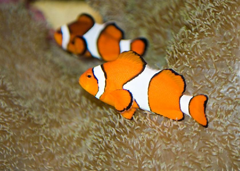Clownfish