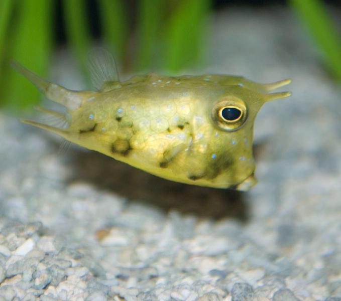 Cowfish